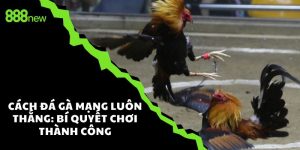 Cách đá gà mạng luôn thắng